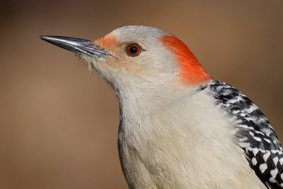 red-bellied woodpecker 157
