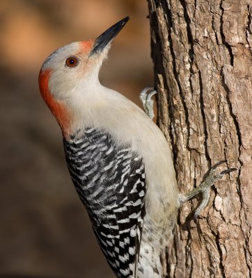red-bellied woodpecker 158