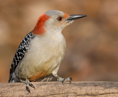 red-bellied woodpecker 160