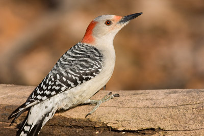 red-bellied woodpecker 161