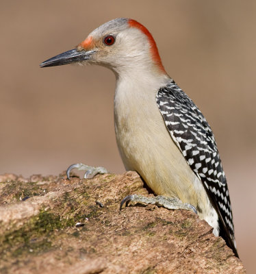 red-bellied woodpecker 162