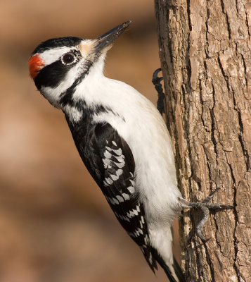 hairy woodpecker 51