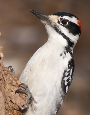 hairy woodpecker 52
