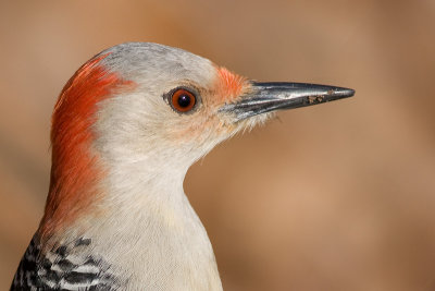 red-bellied woodpecker 163