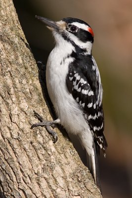hairy woodpecker 54