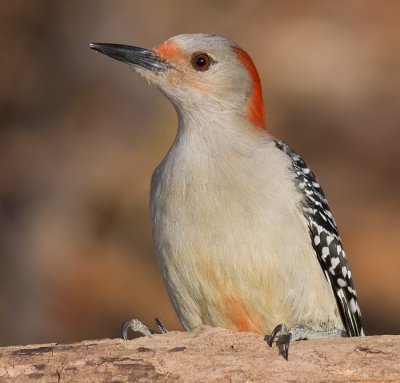 red-bellied woodpecker 165
