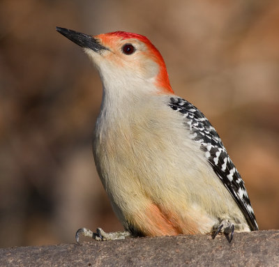 red-bellied woodpecker 166