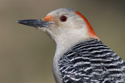 red-bellied woodpecker 167