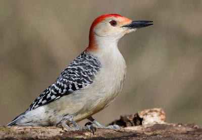 red-bellied woodpecker 168