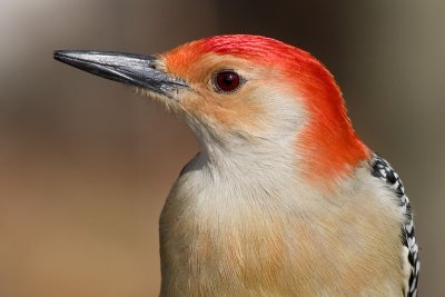 red-bellied woodpecker 170