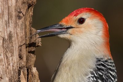 red-bellied woodpecker 171
