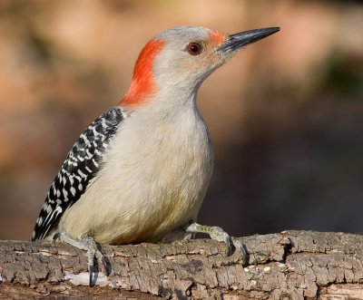red-bellied woodpecker 174
