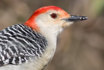 red-bellied woodpecker 175