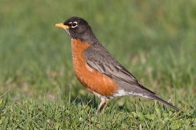 robin 102