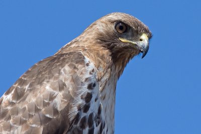 red-tailed hawk 198