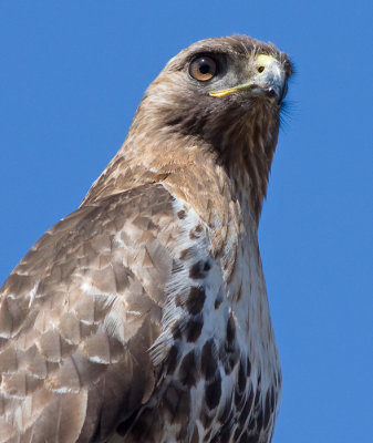 red-tailed hawk 199