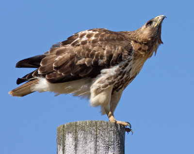 red-tailed hawk 201