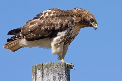 red-tailed hawk 202