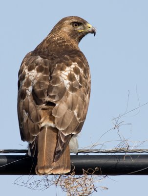 red-tailed hawk 203