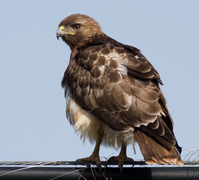 red-tailed hawk 204