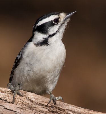 downy woodpecker 337