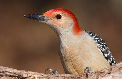 red-bellied woodpecker 178