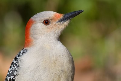 red-bellied woodpecker 180