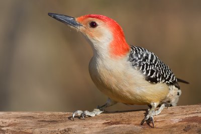 red-bellied woodpecker 181