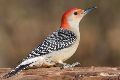 red-bellied woodpecker 182