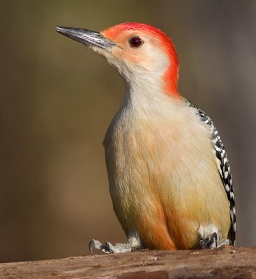 red-bellied woodpecker 183