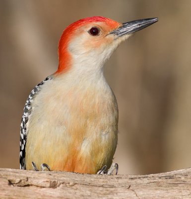 red-bellied woodpecker 184