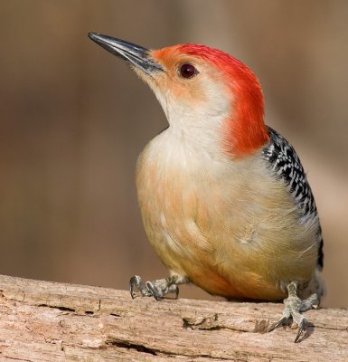 red-bellied woodpecker 185