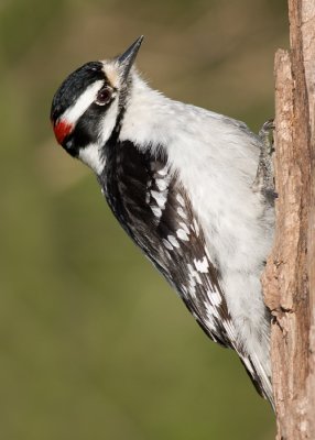 downy woodpecker 338