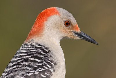 red-bellied woodpecker 187