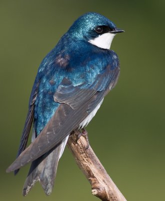 tree swallow 198