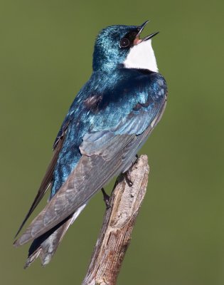 tree swallow 202