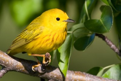 yellowwarbler16.jpg