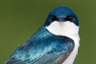 tree swallow 204