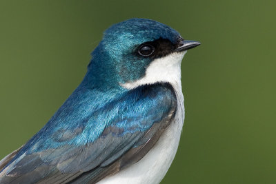 tree swallow 205