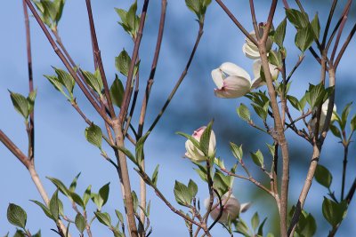 wildflowers6.jpg