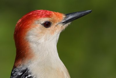 red-bellied woodpecker 190