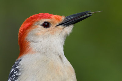 red-bellied woodpecker 191