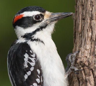 hairy woodpecker 56