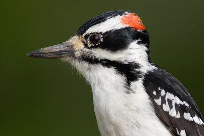 hairy woodpecker 57