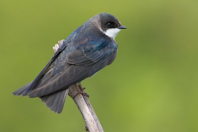 tree swallow 208