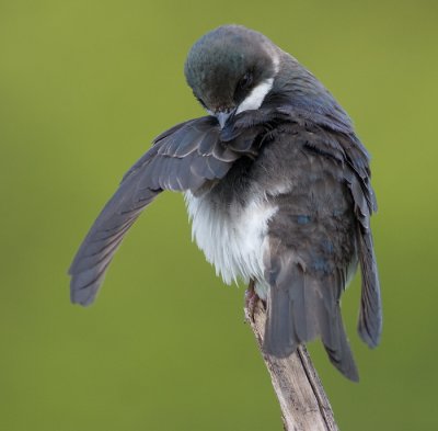 tree swallow 211