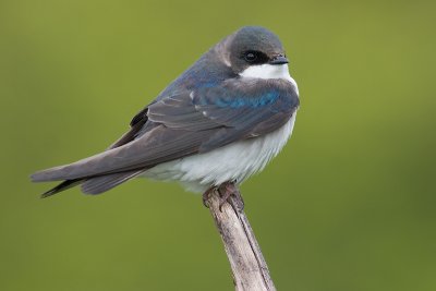 tree swallow 212