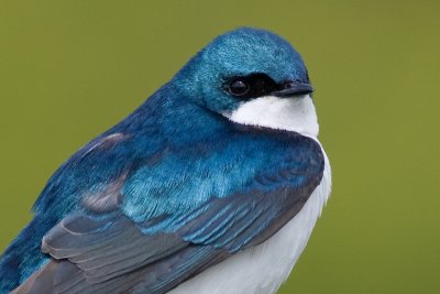 tree swallow 213