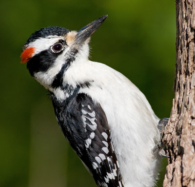 hairy woodpecker 60