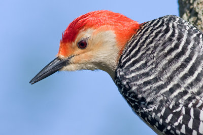 red-bellied woodpecker 194